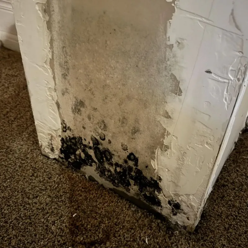 Professional Mold Removal in Marshall, WI